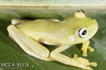 Media type: image;   Herpetology A-95376 Description: Photo of animal in life, taken in the field by Dr. Kenneth Ichiro Miyata. A slide of the photo was scanned in 2012 by Melissa Wooley.;  Aspect: lateral